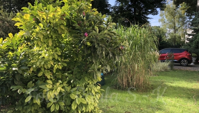 Vorgarten der Pension